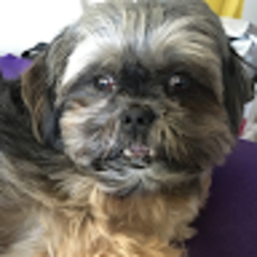 Meet your Posher, Morgan